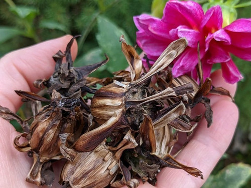 64 1dahlia bulb4dsqaa bdsresolve.jpg