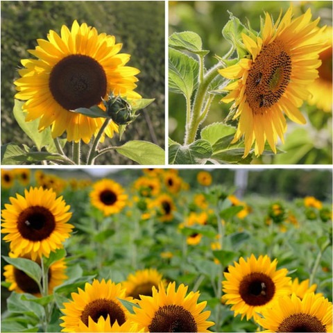 50 hybrid sunflower seeds seedx.jpg