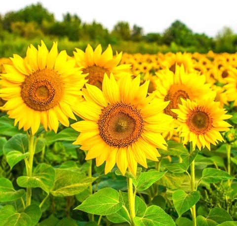 30 sunflower flower tall sungold.jpg