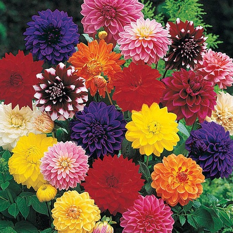 25 dahlia 112 paudha original im.jpg