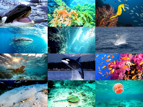 ' Glorified is Allaah-God , The All-Mighty Creator '.jpg