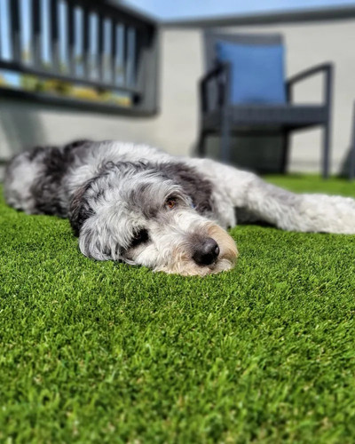 Artificial Grass Installation Tucson AZ.jpg