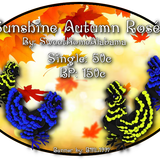 sunshine autumn rose