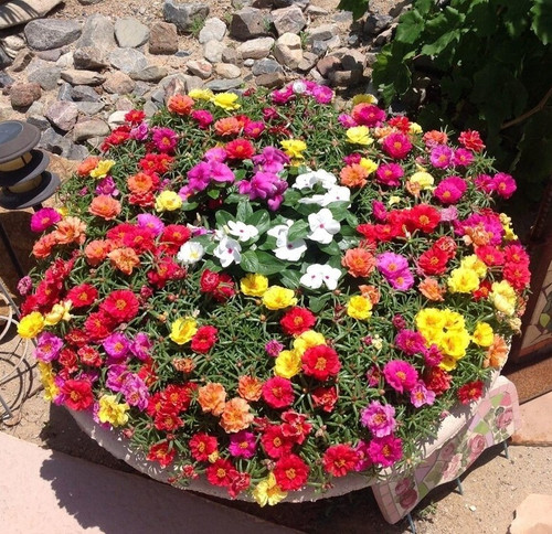 cloud farm hybrid portulaca plan.jpg