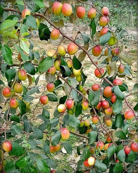 no perennial yes thai seedless a.jpg