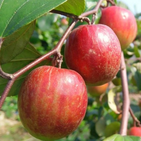 annual yes yes fruiting start 1.jpg