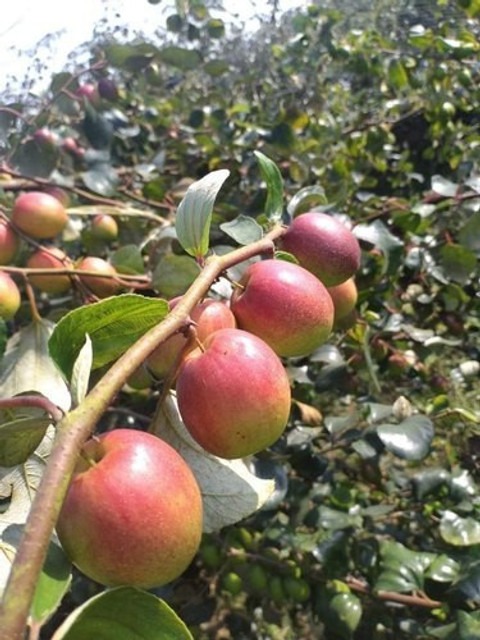 no perennial yes indian jujube a.jpg