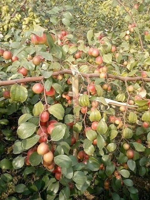 no perennial yes thai green appl.jpg