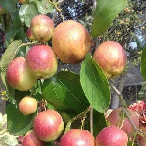 no perennial yes kashmiri red ap.jpg