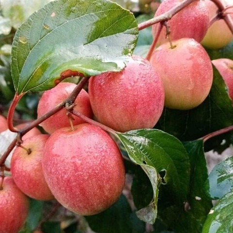 perennial yes yes red kashmiri a.jpg