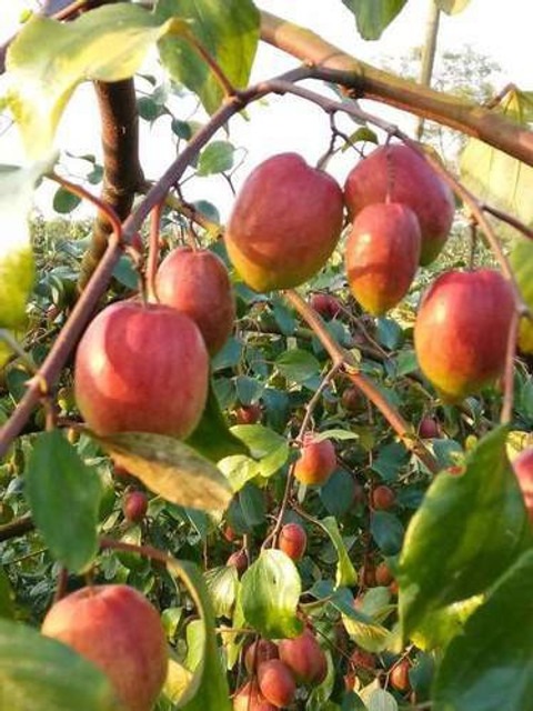 ball sundari appleber bp 03a 1 b.jpg