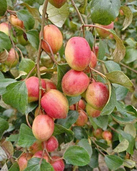 no annual yes red apple ber kul.jpg