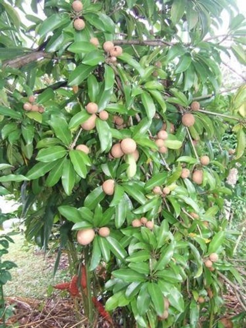 grafted chiku fruit plant 1 ugal.jpg