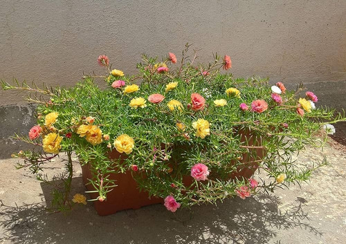 91eBHmOttVL. AC UF1000,1000 QL80.jpg