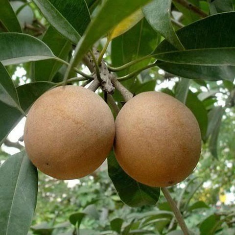 no annual yes kalipatti chiku pl.jpg