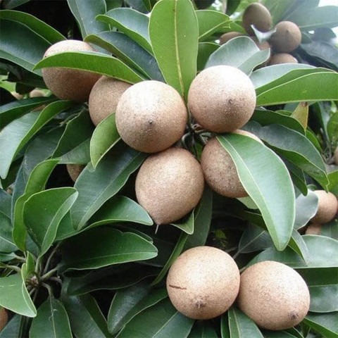yes perennial yes chiku plant 1.jpg
