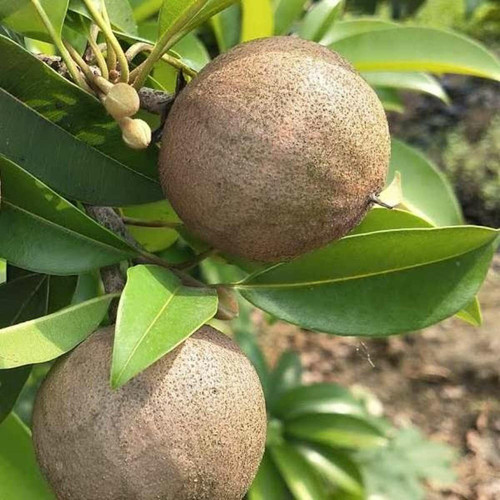 online plant bazar all time chik.jpg