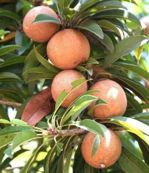 chiku sapota grafted fruit plant.jpg