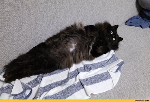 cats black cat kamecamelife 8446354 (1).jpg