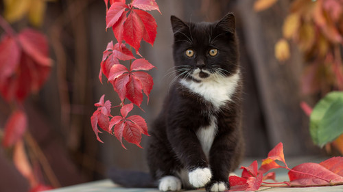 black white cat kitten is sitting in tree trunk background autumn leaves hd cat 1920x1080.jpg