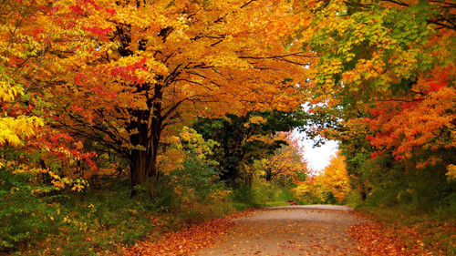 seasons autumn trees foliage hd nature.jpg