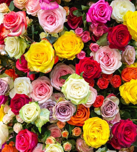 fresh spring colorful roses back.jpg