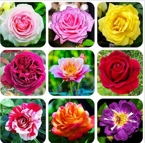 35 rose 3 earthvilla original im.jpg