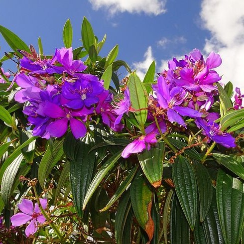 A floração das quaresmeiras.jpg