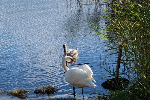 Безветренный осень в Прибалтийском мирном округе, помочить блесну KvccwPe.md.jpg