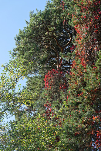 Безветренный осень в Прибалтийском мирном округе, помочить блесну KvcuZjn.md.jpg