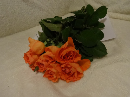 Flower image V171020251624 N5.jpg