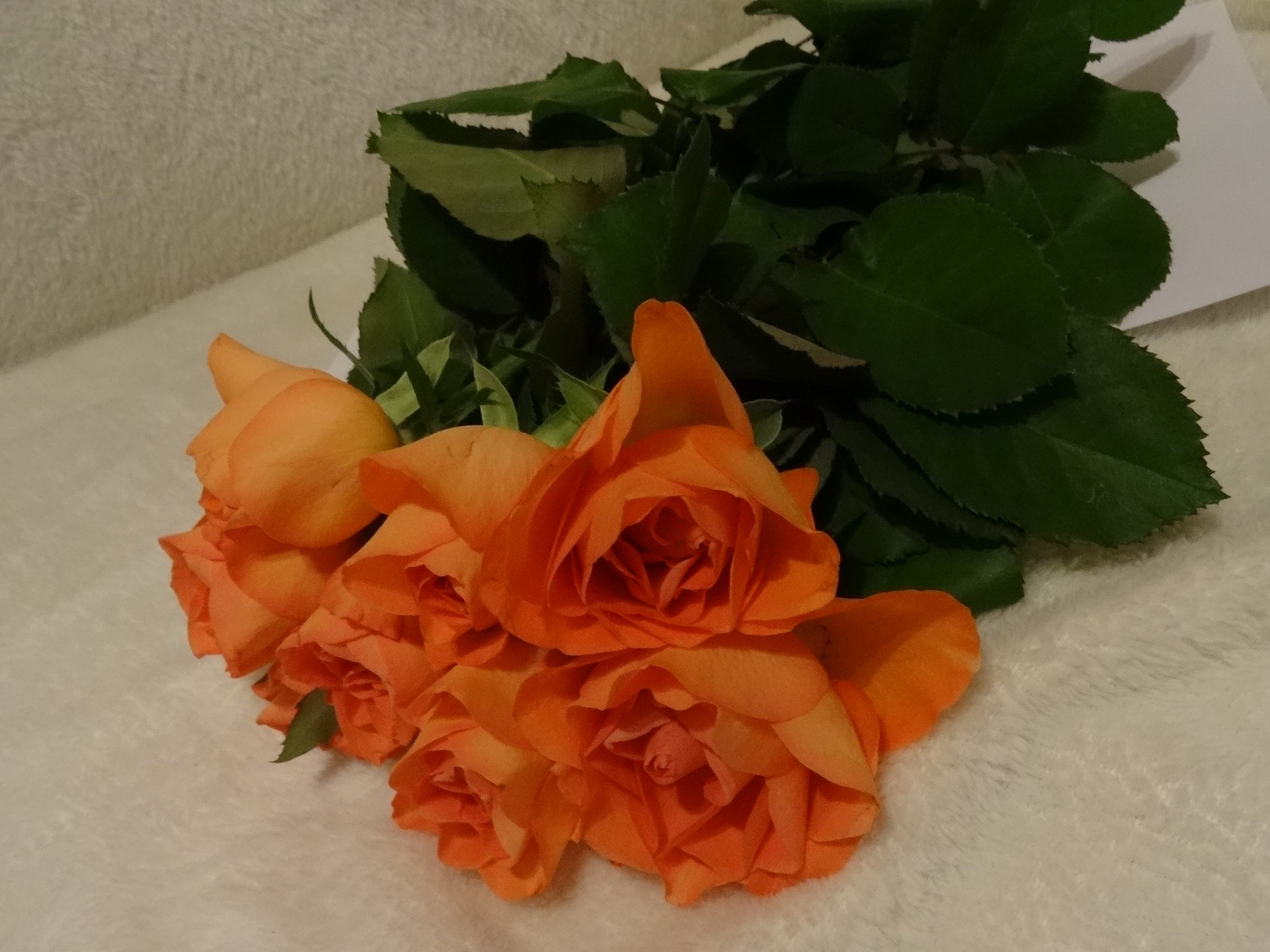 [Image: Kvl31rg.jpg]