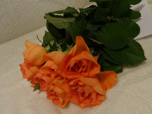 Flower image V171020251624 N6.jpg