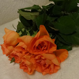 Flower image V171020251624 N6