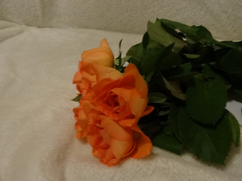 Flower image V171020251624 N18.jpg