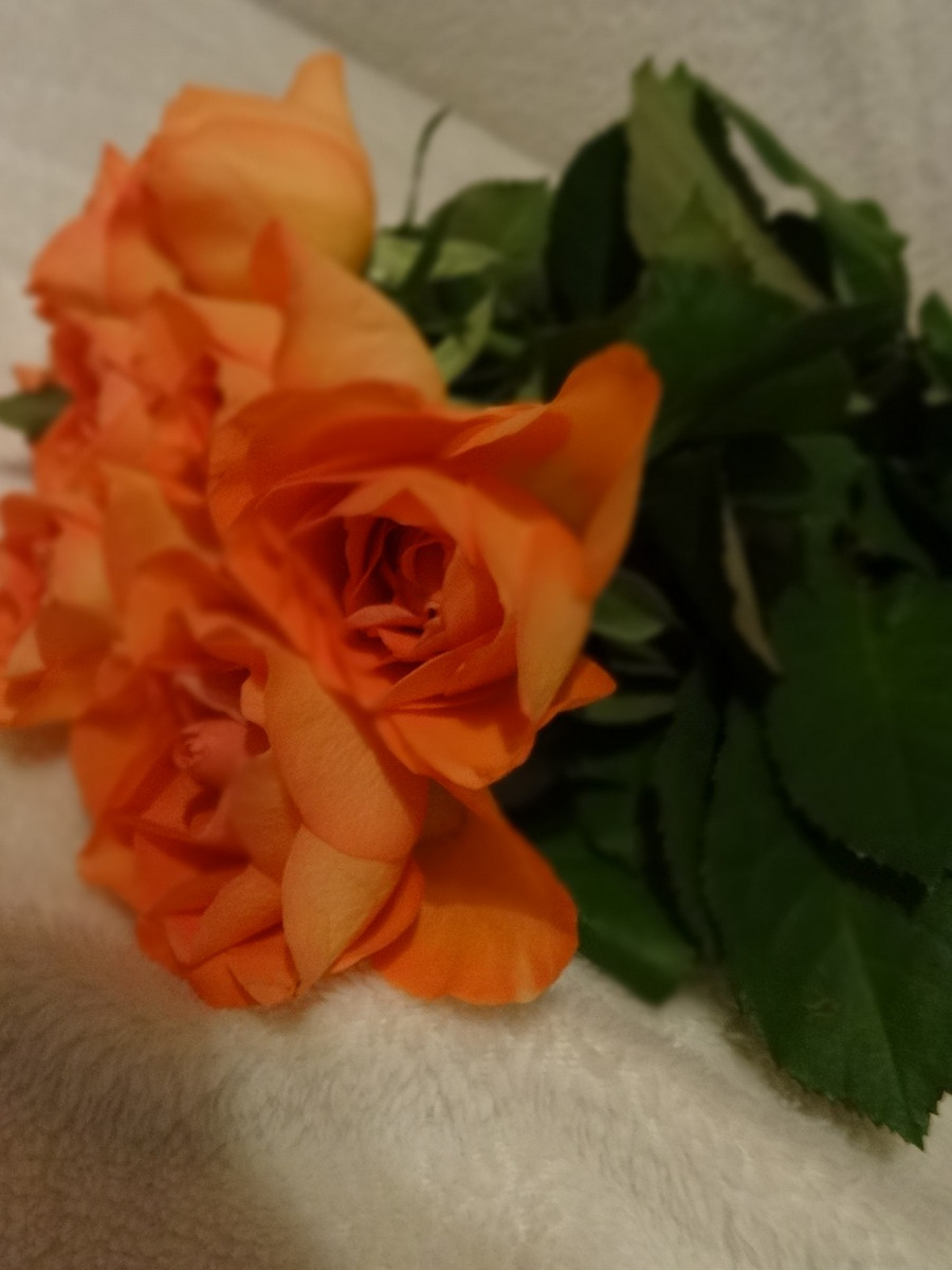 [Image: Kvl382s.jpg]