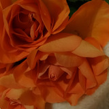 Flower image V171020251624 N4