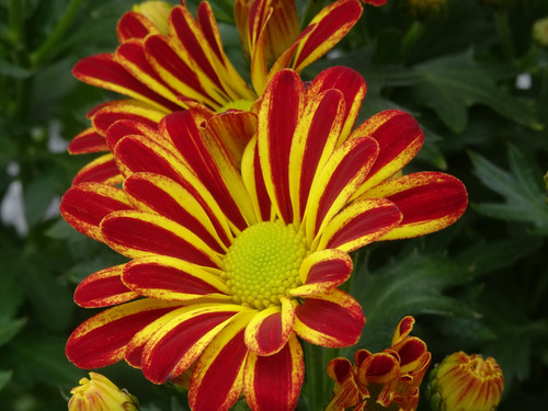 Flower image V171020251624 N24.jpg