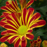 Flower image V171020251624 N24