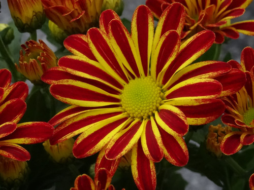 Flower image V171020251624 N21
