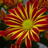 Flower image V171020251624 N21
