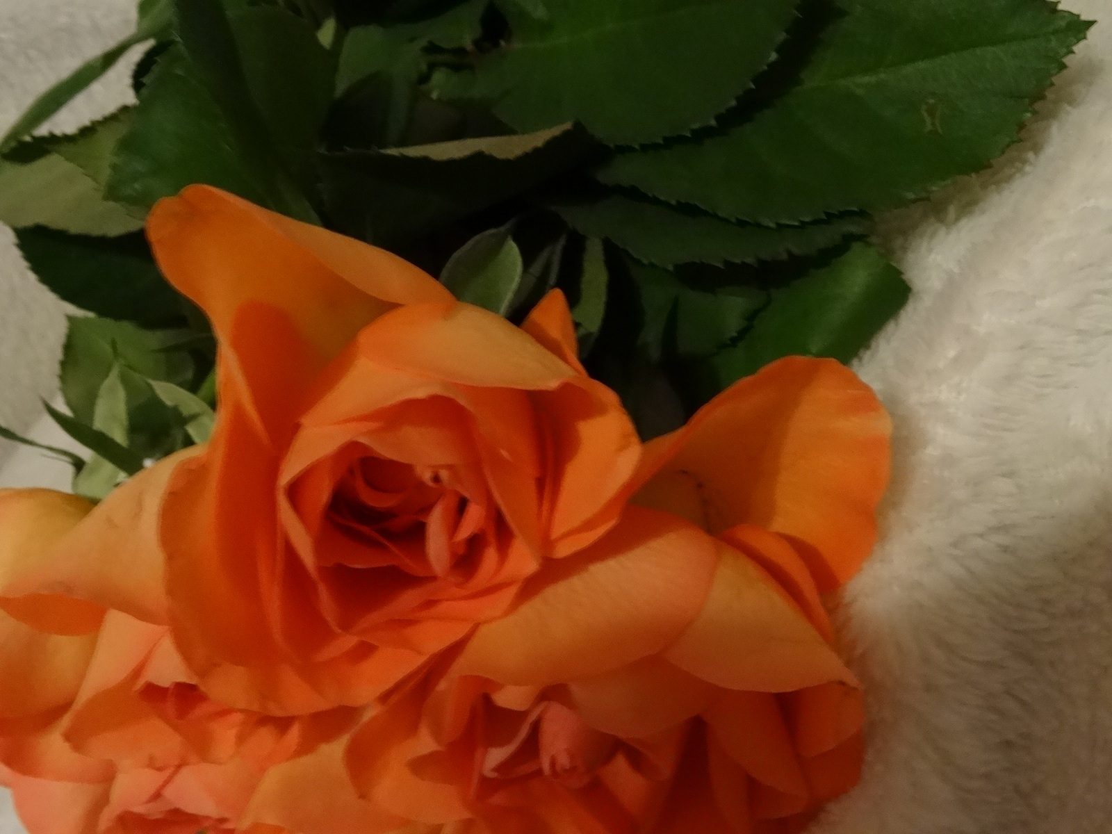 [Image: Kvl3MYJ.jpg]