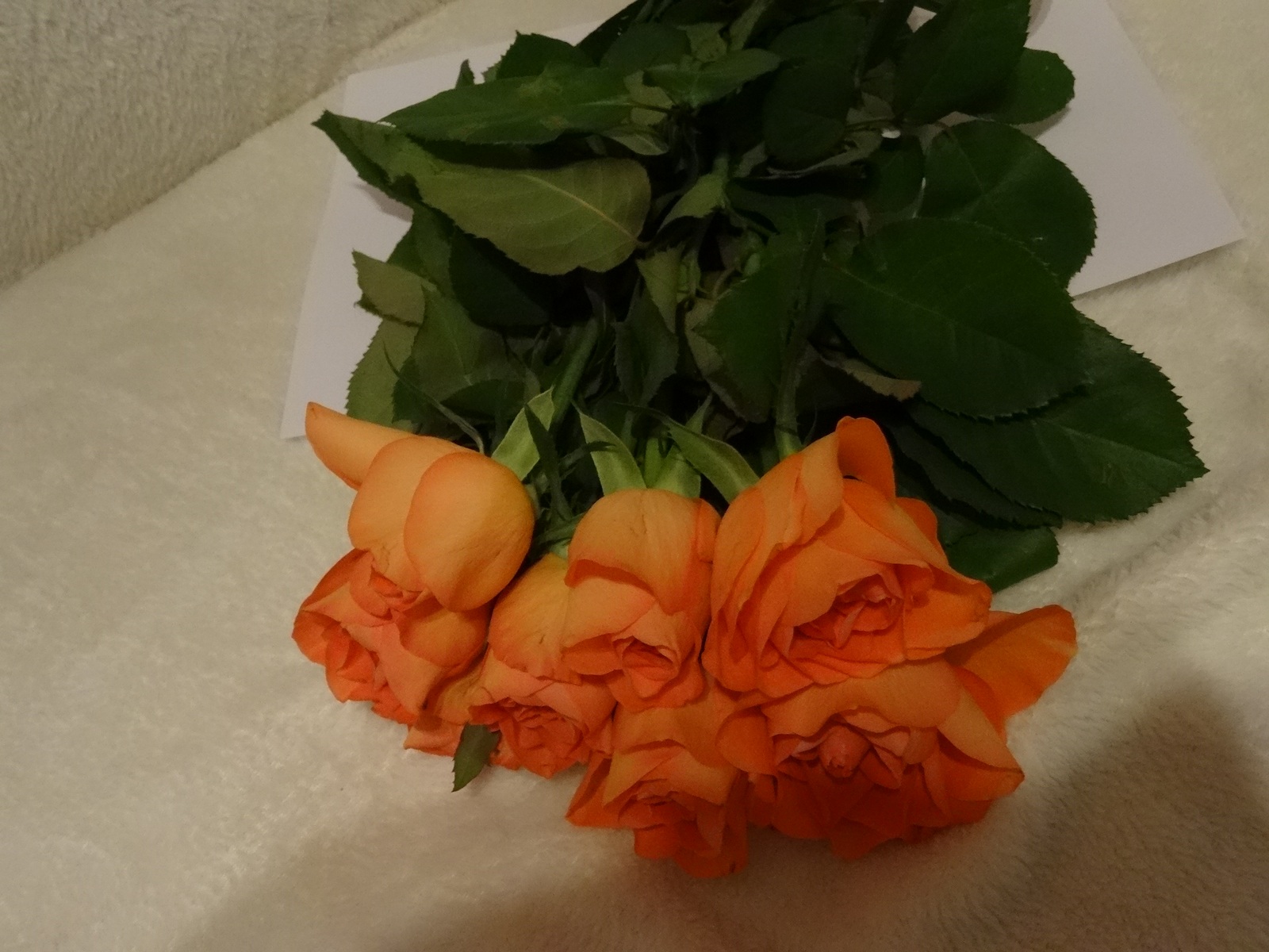 [Image: Kvl3OBt.jpg]