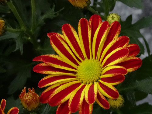 Flower image V171020251624 N19.jpg