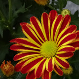 Flower image V171020251624 N19