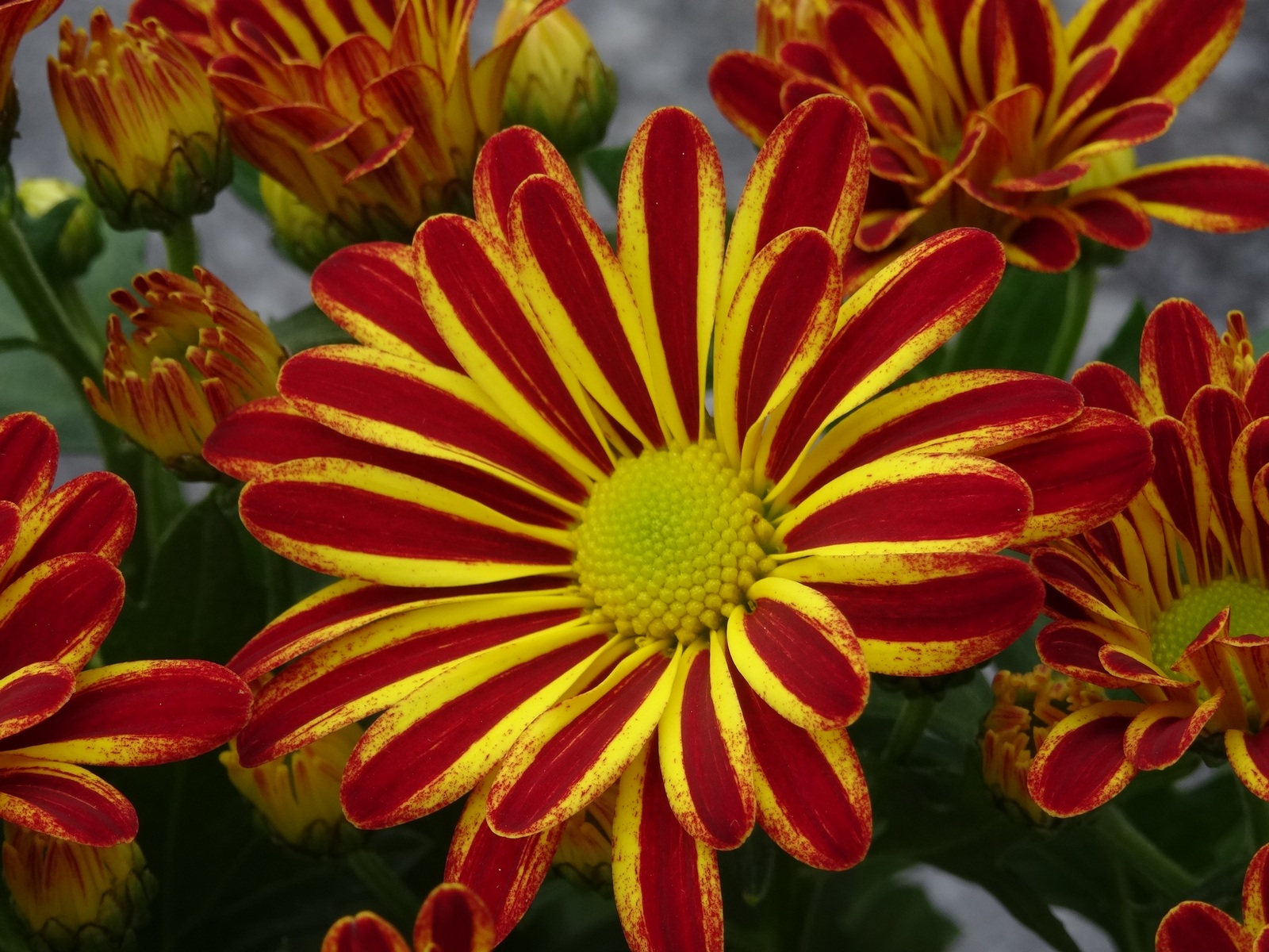 [Image: Kvl3Q4e.jpg]