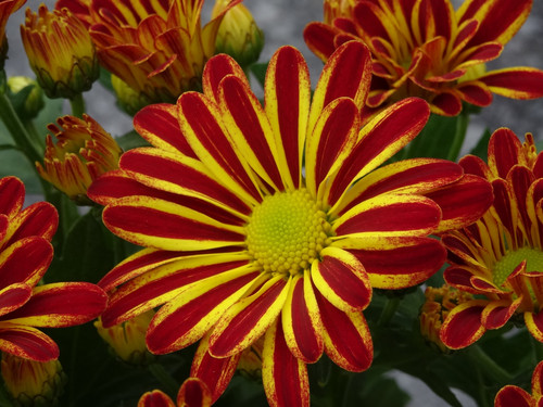 Flower image V171020251624 N22