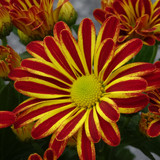Flower image V171020251624 N22