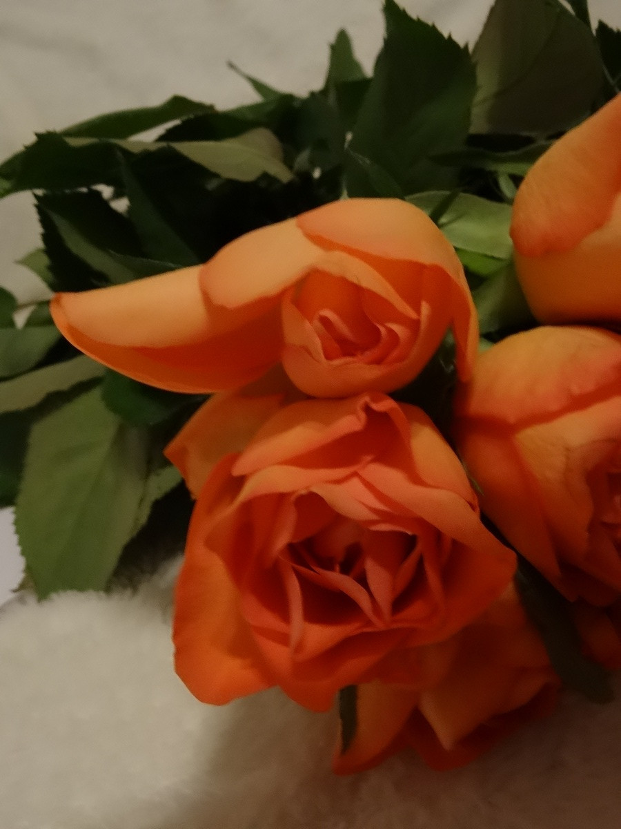 [Image: Kvl3RmQ.jpg]