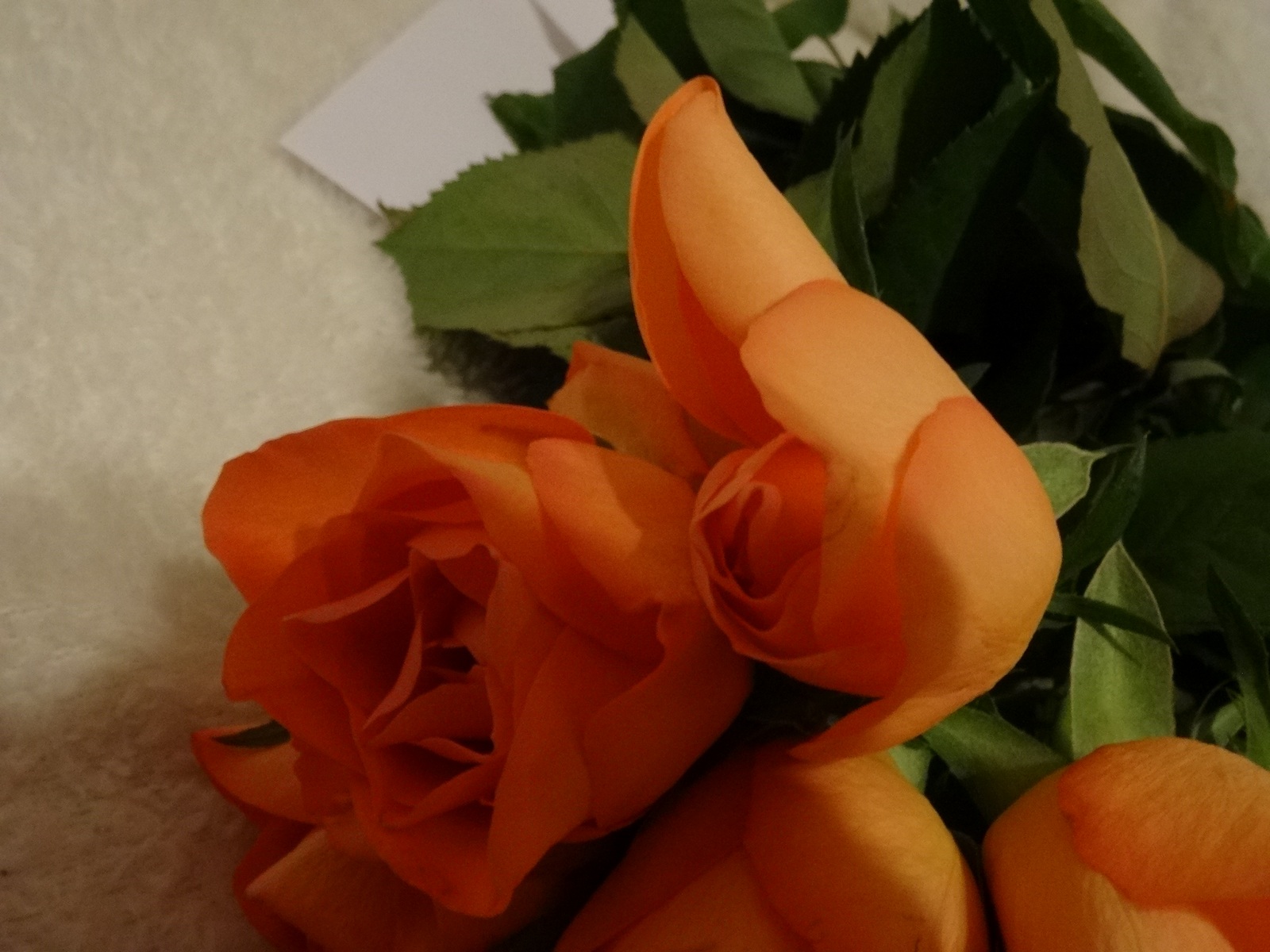 [Image: Kvl3SYG.jpg]